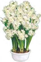 7 99 5 Bulbs for Paperwhite Bulbs Wonderful fragrance rewards those who plant some of