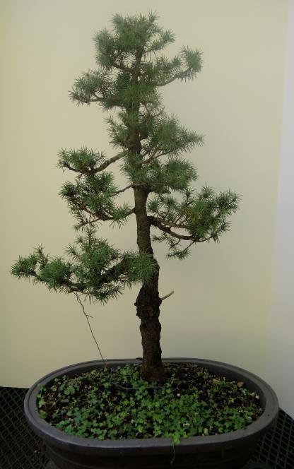 Update: Michalski s Charlie Brown Tree from 2012 I brought along this little Dwarf Alberta Spruce to September s meeting, to