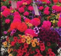 Hanging Baskets - At Gertens we are