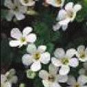 4.75 Potted Annuals Bacopa GP3285 Spreading stems with pure white