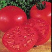 Vegetables Sweet n Neat Patio Pot Tomato GH5137 10 pot Produces cherry