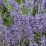 Russian Sage P4970 /Part Zone 4 Airy spires of soft lavender blue flowers with