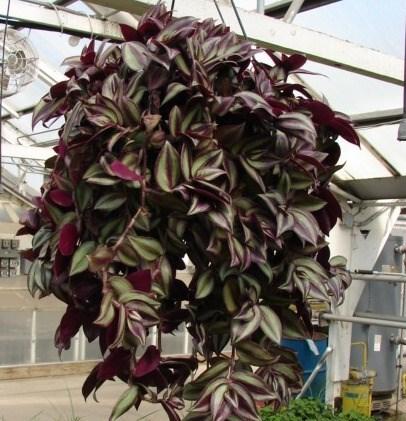 produces delicate white flowers. Light: Indirect sun Wandering Jew Basket - $7.