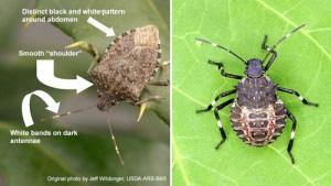 Texans Being Urged to be on the Lookout for a New Bug in Town Excerpted from an article by Steve Byrns, 325-653-4576, s-byrns@tamu.