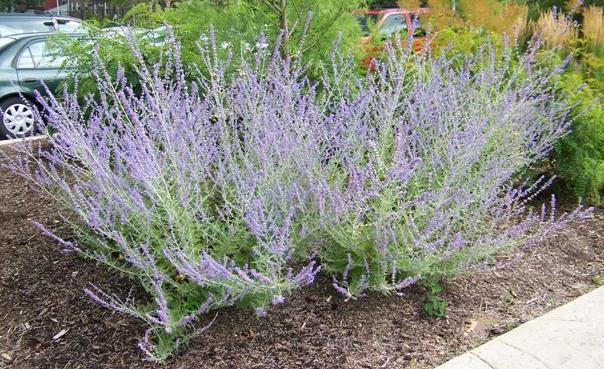 Russian Sage Perovskia atriplicifolia 3-5 tall x 3-4 wide Deciduous Low to moderate Full sun, partial shade 15 degrees F.