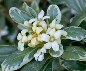 Designer: Glossy, creamy white and green variegated leaves, low maintenance care, and an open, round canopy make Variegated Mock Orange a great plant for moderate water-use garden