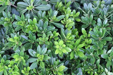 Designer: This is a great plant for use as a low border or possibly a large scale groundcover. Wheeler s Dwarf has exceptionally bright green color.
