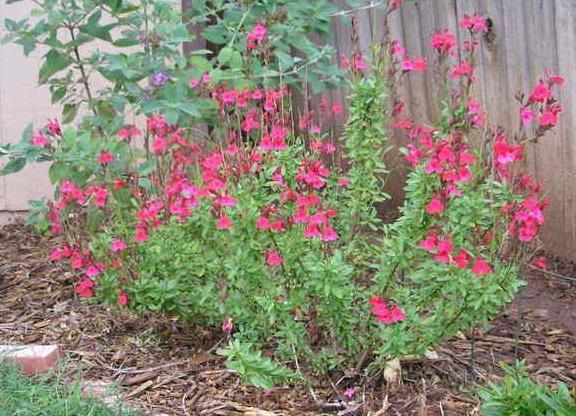 Autumn Sage Salvia greggii Up to 3 tall x 3 wide Moderate Full sun to moderate shade 0 degrees F. Spring, Summer, Fall General: Salvia greggii is a small, evergreen flowering shrub.