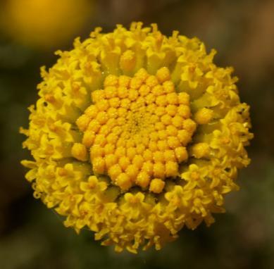 The form can become open after flowering, but usually fills in well with new growth. Flowers appear on new growth as button-shaped yellow heads.