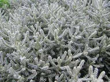This plant is a valuable source of solid gray, and creates a real contrast with green foliage in the garden.