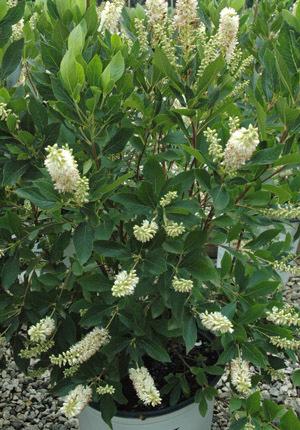 Summersweet Sugartina Crystalina Clethra alnifolia Sugartina - Crystalina 28-36 H 36 W Deciduous shrub