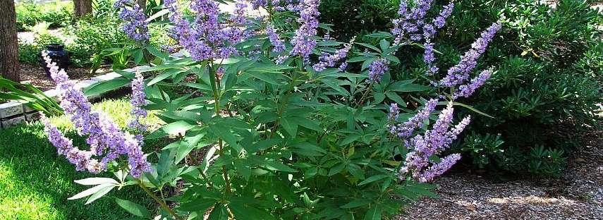 12 tall and wide Deciduous Terminal clusters of fragrant violet flowers over an extended season Flowers on new growth Becomes a small tree over time with a