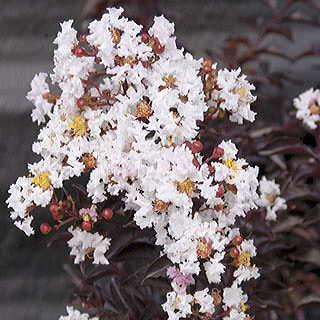 8-12 T 4-6 W Crape Myrtle Moonlight Magic Lagerstroemia 'PIILAG-IV' PPAF Moist well drained soil.
