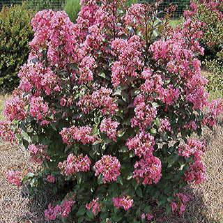 Crape Myrtle Coral Magic Lagerstroemia indica- Coral Magic PPAF 6-10 H 6-10 W Moist well drained soil.