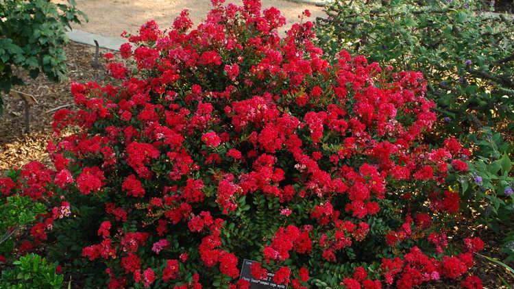 Crape Myrtle Lagerstroemia indica Cherry Dazzle 3-5 H 3-5 W Blooms showy red in full