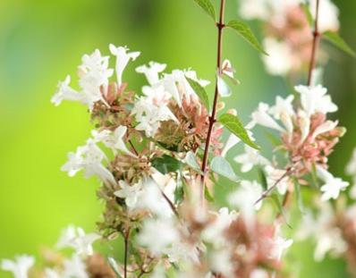 Abelia Little Richard Abelia x grandiflora Little Richard 36 H 36 W Dense compact low hedge with white