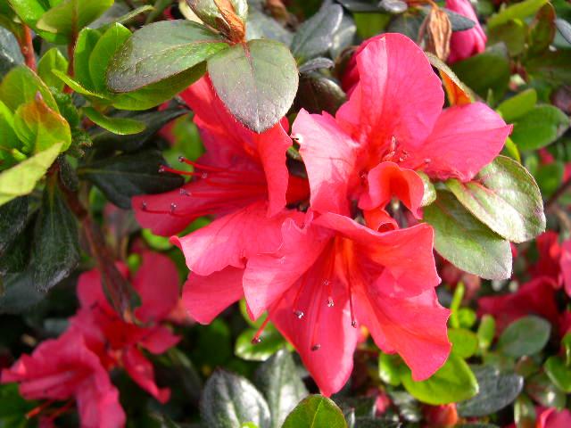 Azalea Hybrid: Azalea japonica Johanna 3-4 H 4-5 W Hardy evergreen shrub Blooms spring to summer with