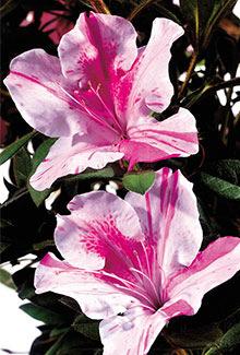 Encore Azalea Twist Rhododendron Conlep PP#12133072 4.5 H and 4 W This fast growing variety boasts large bi-color and occasional solid purple blooms.