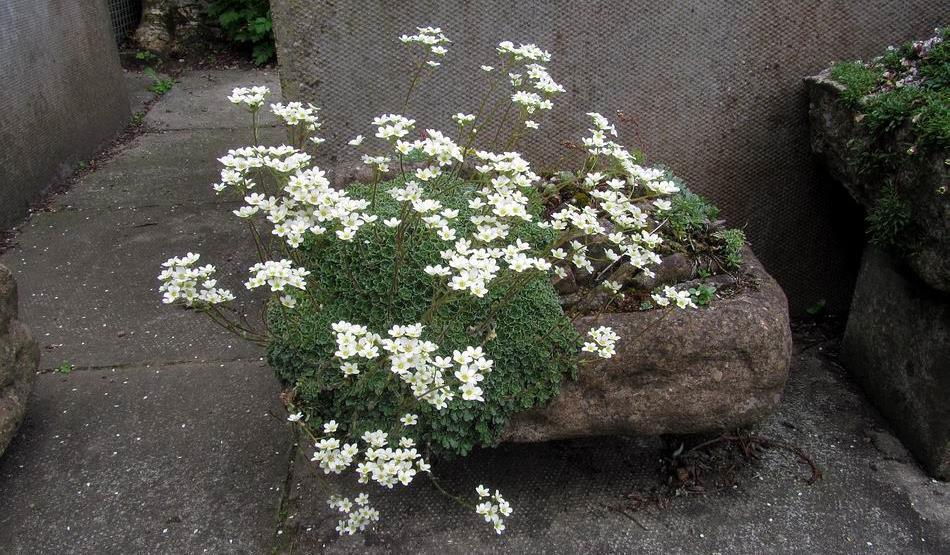 This silver saxifrage likes climbing out of