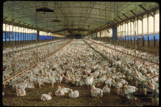 Poultry House Heating a Complex Issue Ventilation Loss Energy Loss from Roof & Walls Recommendation Early 1970 s the recommended broiler house temperature was 65 F