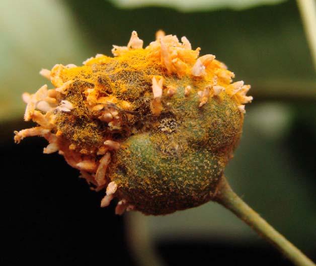 The two images above show the fungal rust pathogen, Gymnosporangium clavipes, on hawthorn fruit.