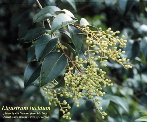 Ligustrum lucidum Glossy Privet Large evergreen shrub or small tree 20 in height and spread. Leaves opposite, leathery, with glossy dark green upper surface.