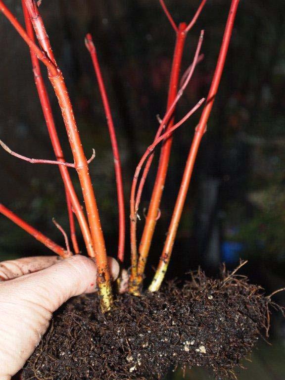 Red Barked Dogwood after separation, root pruning and stem or trunk pruning. Ambrose.