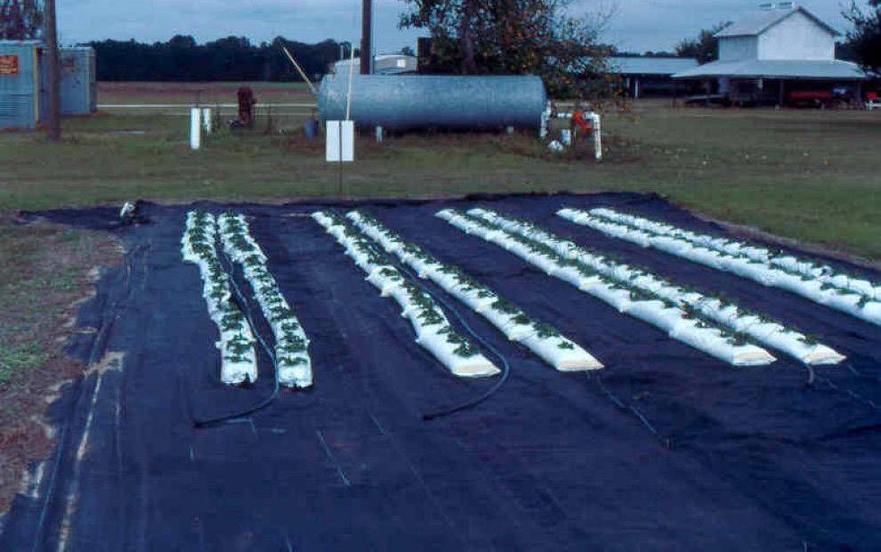 Long, perlite-filled lay-flat bags placed on polyethylene mulched beds in a field, with drip irrigation tube laid on top of the bag. Figure 8.