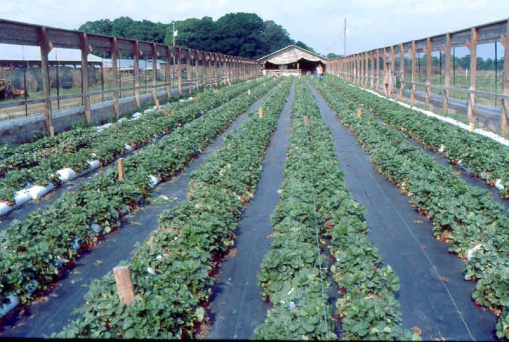 Irrigation and Nutrient Delivery Nutrients and water are delivered to the crop using similar methods as those used in the greenhouse, including polyethylene delivery tubing and micro-irrigation