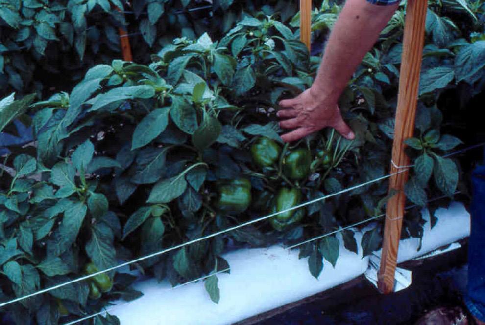 Figure 13. Pepper production in outdoor soilless culture. Figure 14. Sweet onion production in perlite-filled lay-flat bags.