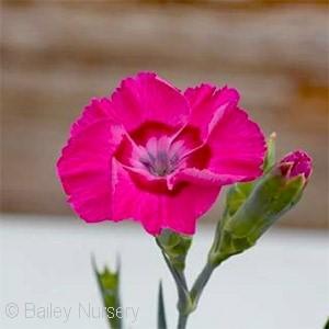 10-12 - Pink Flower - Full Sun Large, fragrant, single pink blooms have dark pink centers.