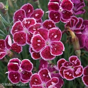 PRETTY POPPERS Cute as a Button Dianthus Dianthus Cute as a Button PPAF Ht. 6-8 Wd.