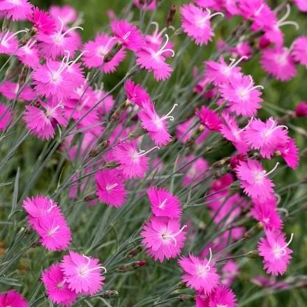 rock gardens. Blue-green foliage grows 6-8 tall. Part of the EARLY BIRD series. (#4395) Fire and Ice Dianthus Dianthus Fire and Ice PP23483 Ht. 9-12 Wd.