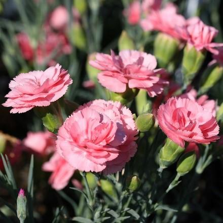 SCENT FIRST FIRST SCENT Passion Dianthus Dianthus Passion PP20440 Ht. 9-12 Wd.