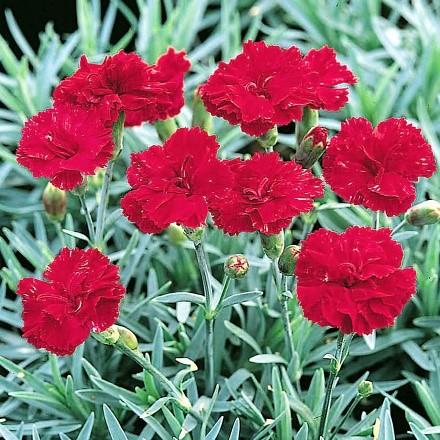 Part of the SCENT FIRST Series. (#4312) SCENT FIRST FIRST SCENT Romance Dianthus Dianthus WP09WEN04 PP21843 Ht. 6-9 Wd.