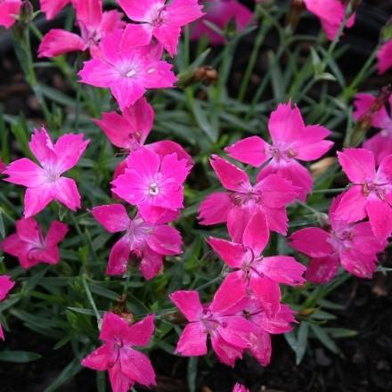 12-14 - Magenta Flower - Full Sun Vibrant single pink blooms completely cover the plant at peak bloom.