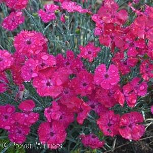 6-8 - Pink Flower - Full Sun Vivid magenta single blooms are abundantly produced over compact, glaucous, blue-grey foliage mounding