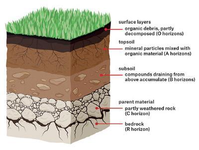 A Soil Profile A Soil Profile should allow free movement of water, air and roots Topsoil: