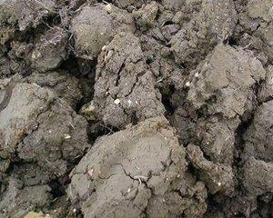 Soil structure is often confused with soil texture, both of which affect the soil's drainage and aeration capabilities.