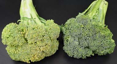 Compositional Changes 75 o F 40 o F Affect of temperature on the quality of broccoli after just 48 h of storage at either room