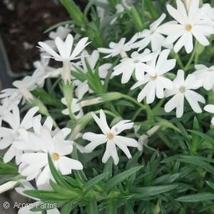White has a cool and calming effect in the garden and can be used in rocky areas and slopes. (#5293) Violet Pinwheels Creeping Phlox Phlox subulata Violet Pinwheels PP25884 Ht. 4-6 Wd.