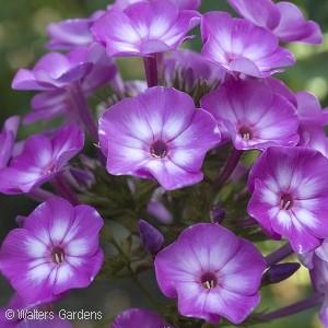 (Photo: Walters Gardens) (#5092) FLAME Purple Garden Phlox Phlox paniculata Purple FLAME ( Barfourteen ) PP12605