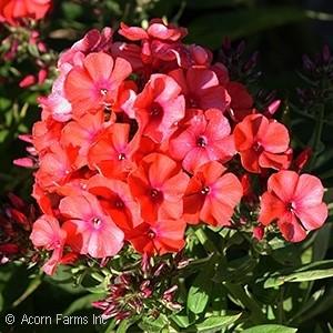 18 - Purple Flower with Rose Eye - Full Sun Dwarf Phlox selection from the FLAME series with large clusters of