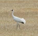 (Riding Mountain, AB) Whooping Crane Global and national: G1, N1B, S1 (AB) Provincial
