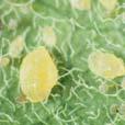 Biological control Whitefly Whiteflies Two