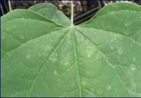 detect - on underside of leaf