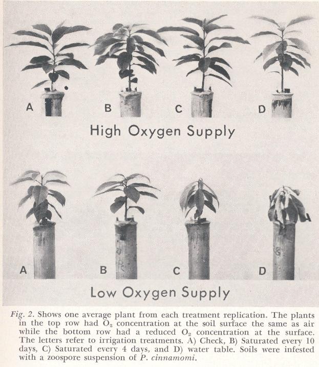 Plant shoots: The effects of oxygen supply to roots and of irrigation treatments on the tops of established 'Mexicola' avocado seedlings are shown in Fig. 2. These plants were inoculated with P.