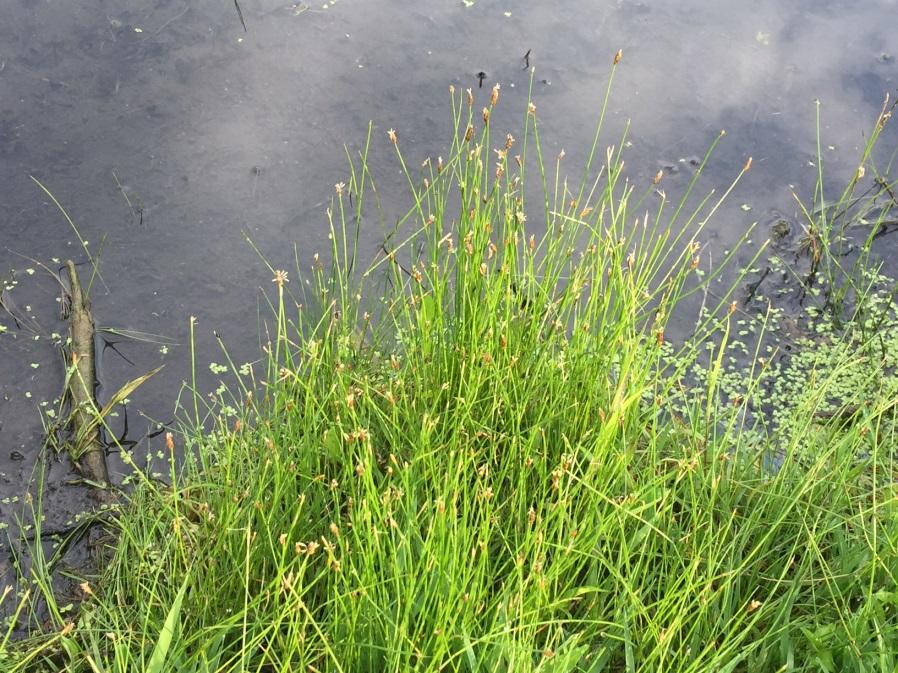 Eleocharis and path rush are shorter species of rushes that will serve to stabilize the shoreline while not changing the appearance