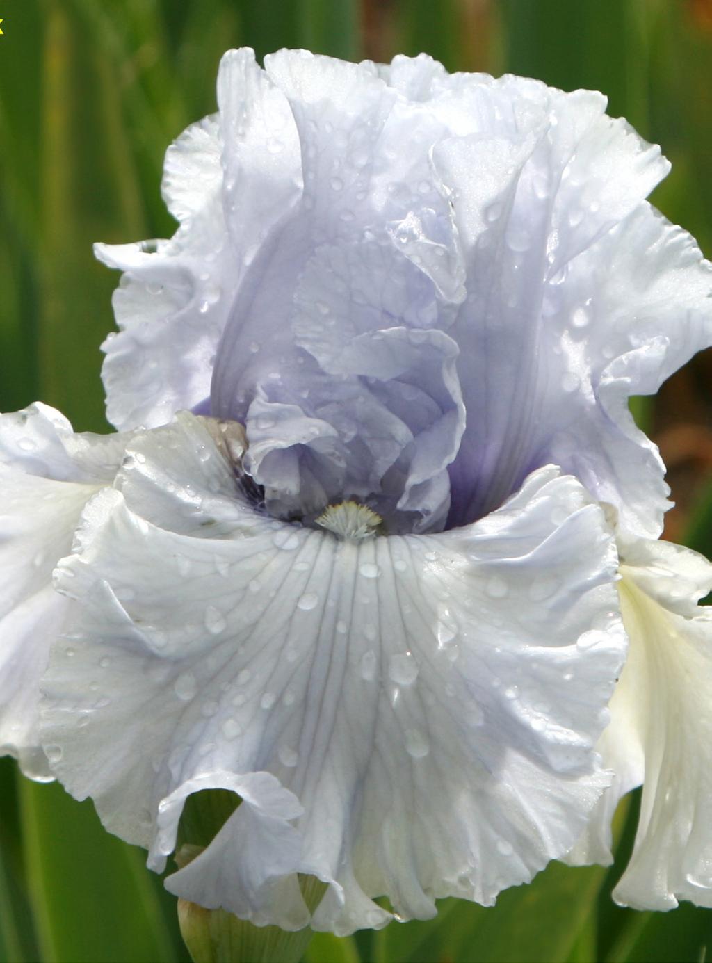 President s Message I hope you ll be able to come to our meeting this Friday, which will feature guest speaker Mark Greene, who will give an informative presentation on the American Iris Society