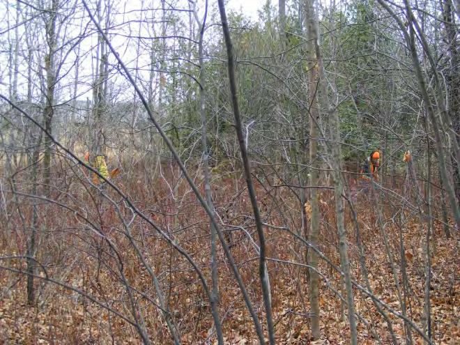 Plate 5: Shovel testing in woods in northwest